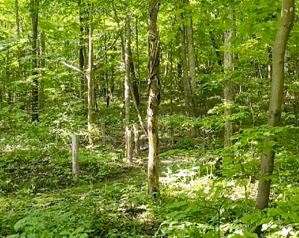 东北抗联战士在“密营”,如何撑过零下40℃的寒冬?