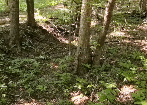 东北抗联战士在“密营”,如何撑过零下40℃的寒冬?