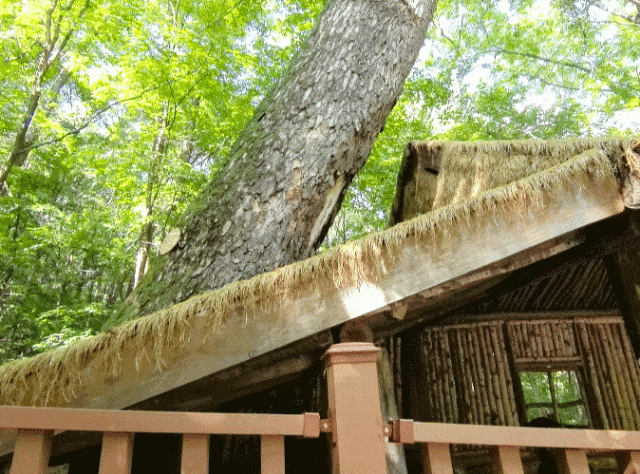 东北抗联战士在“密营”,如何撑过零下40℃的寒冬?