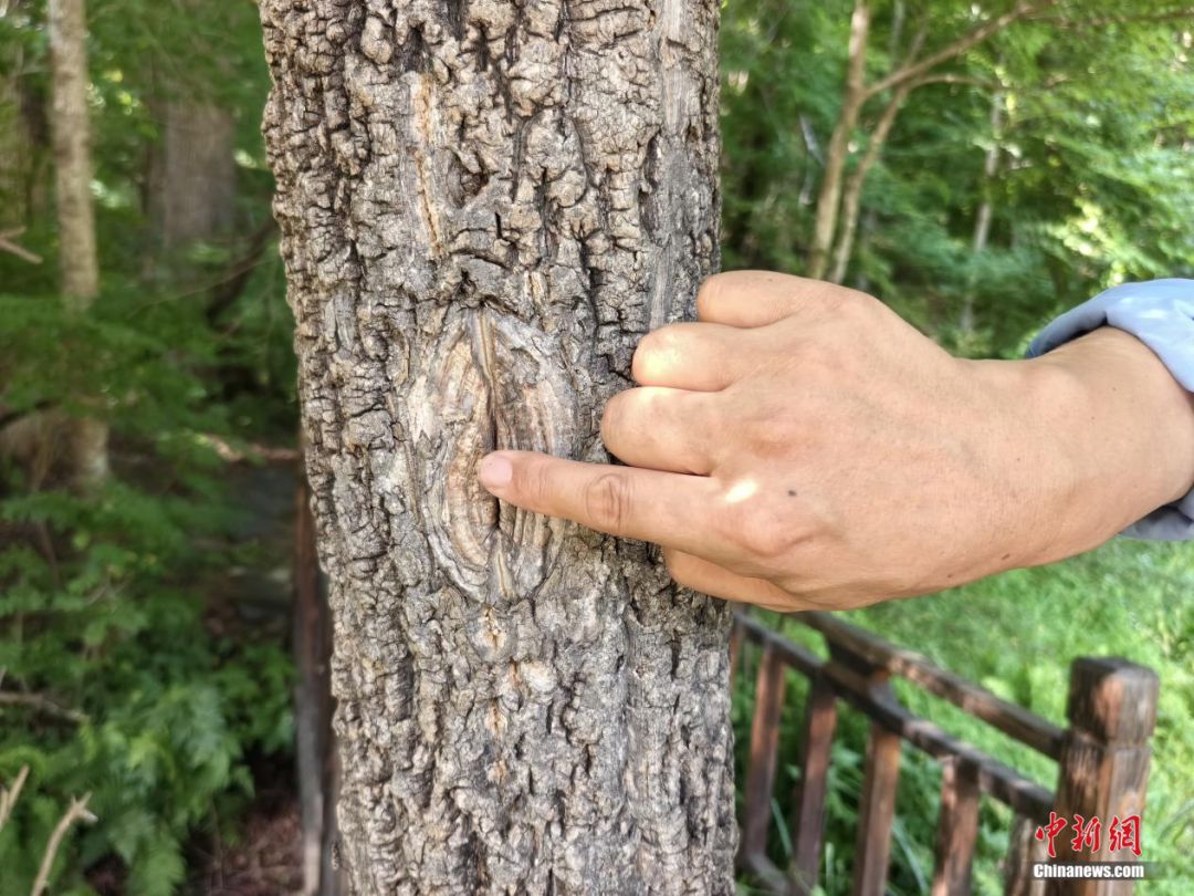 东北抗联战士在“密营”,如何撑过零下40℃的寒冬?