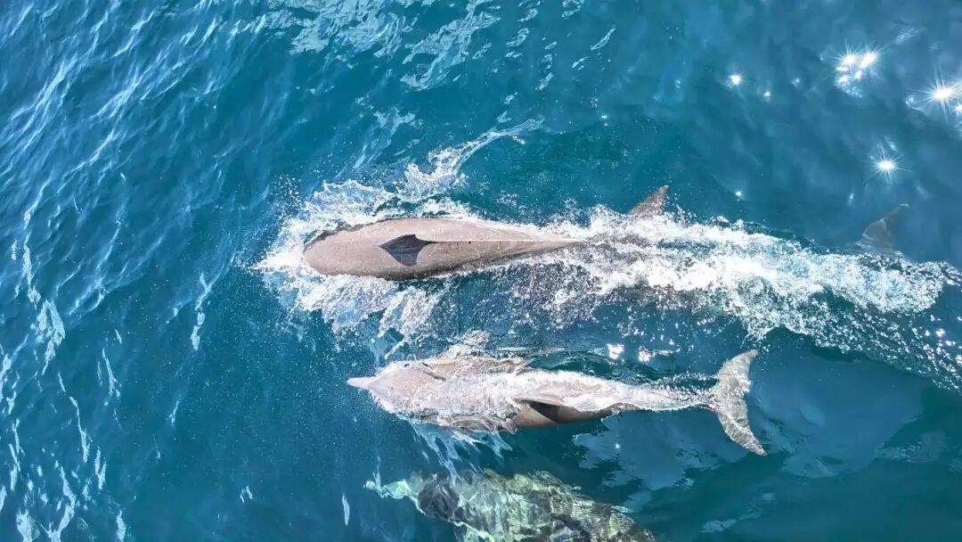 惊喜邂逅!海警执勤偶遇“编外队员”